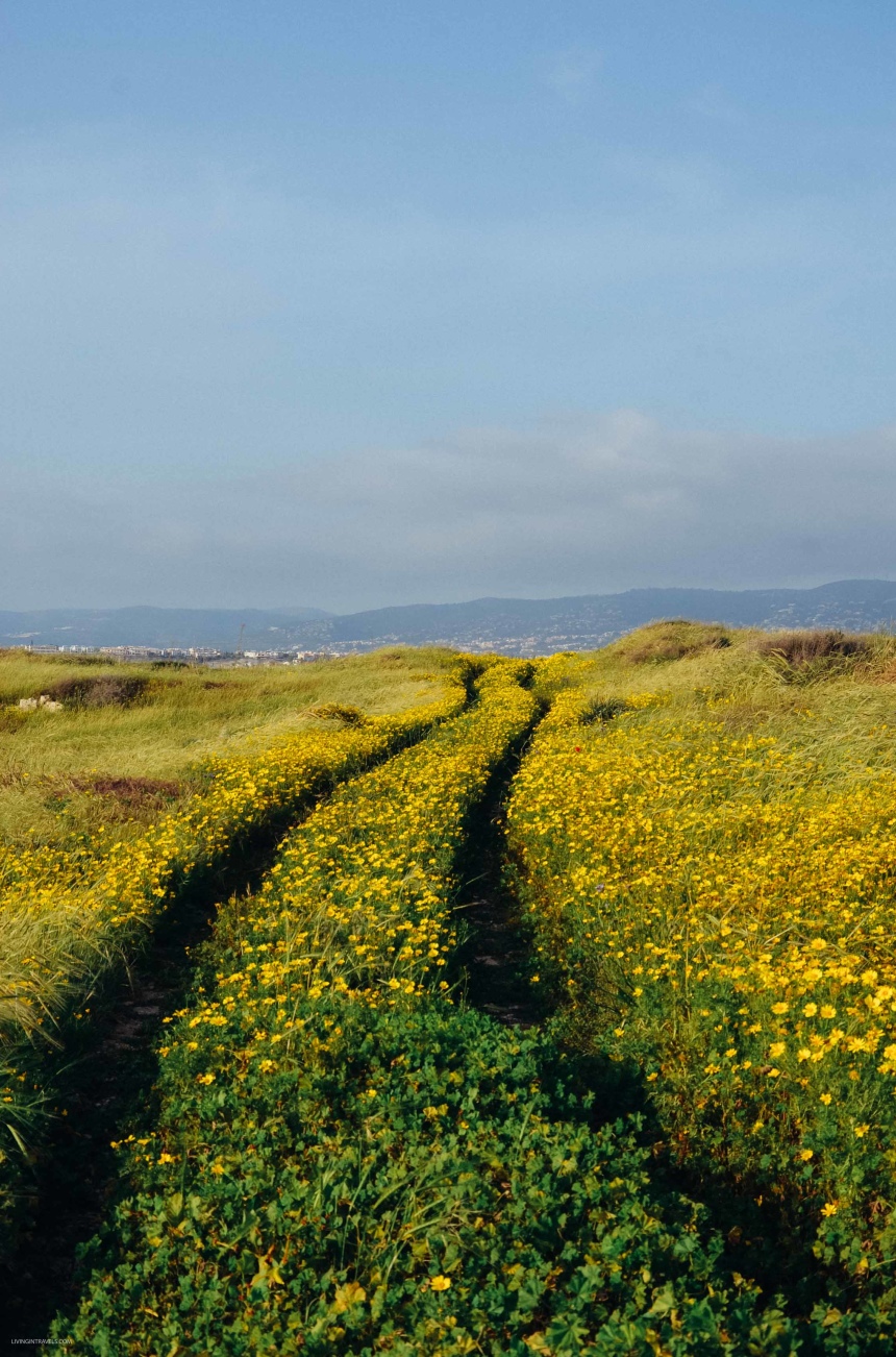 Перезагрузка на Кипре: город Пафос и окрестности (29)