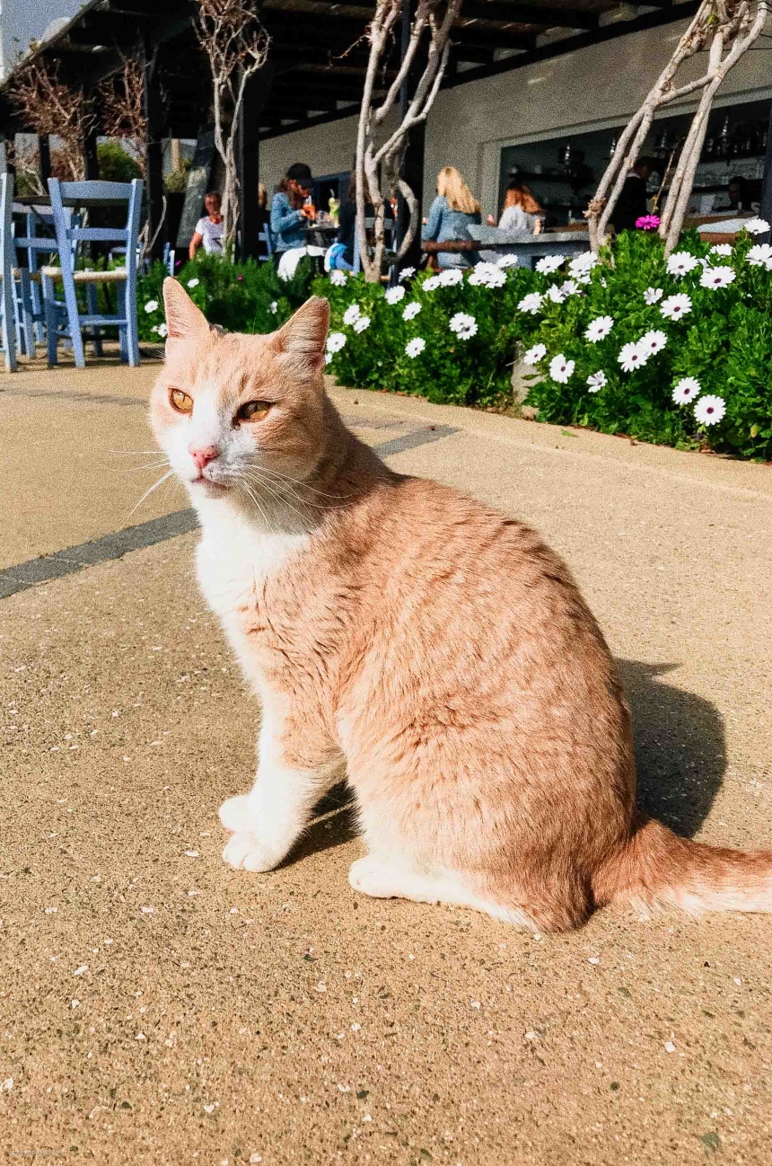 Перезагрузка на Кипре: город Пафос и окрестности (26)