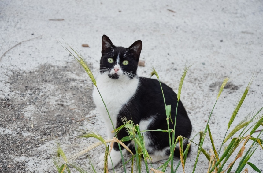 Перезагрузка на Кипре: город Пафос и окрестности (24)