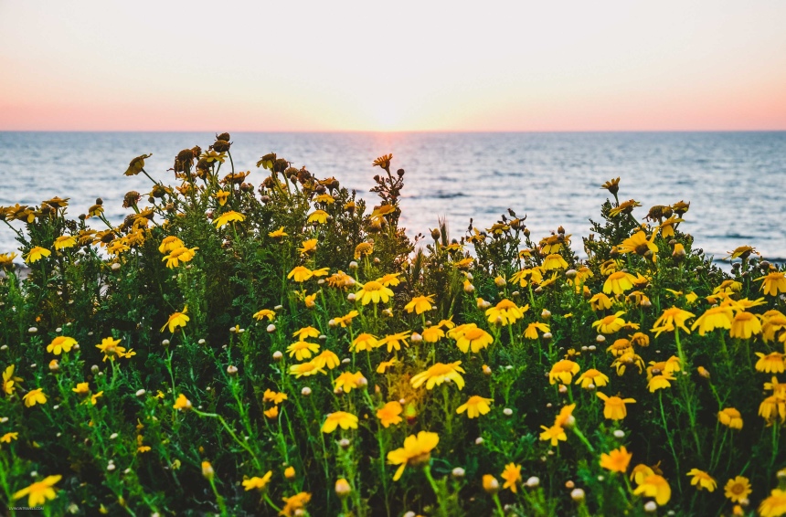 Перезагрузка на Кипре: город Пафос и окрестности (38)