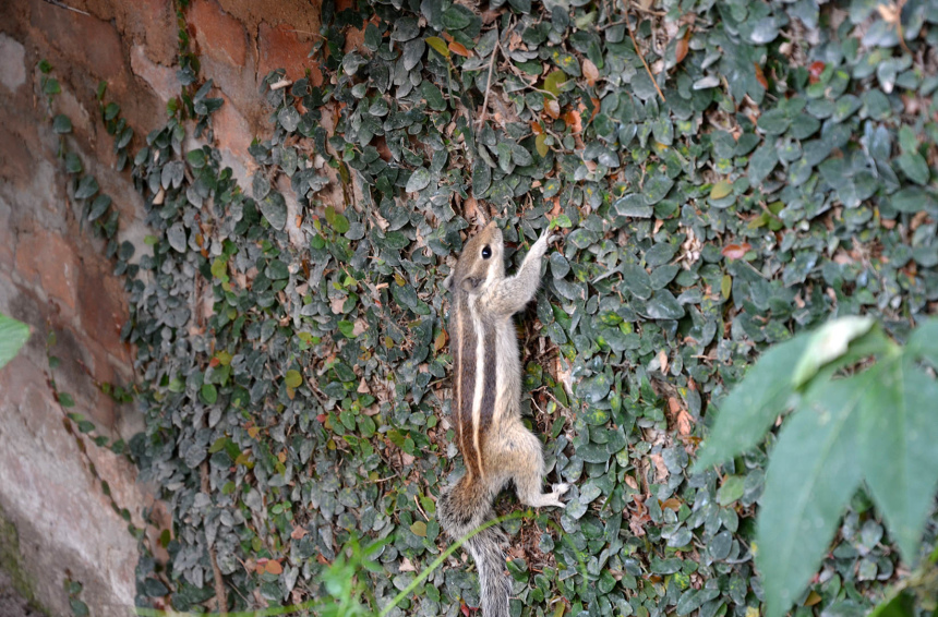 Непал или Крыша мира (17)