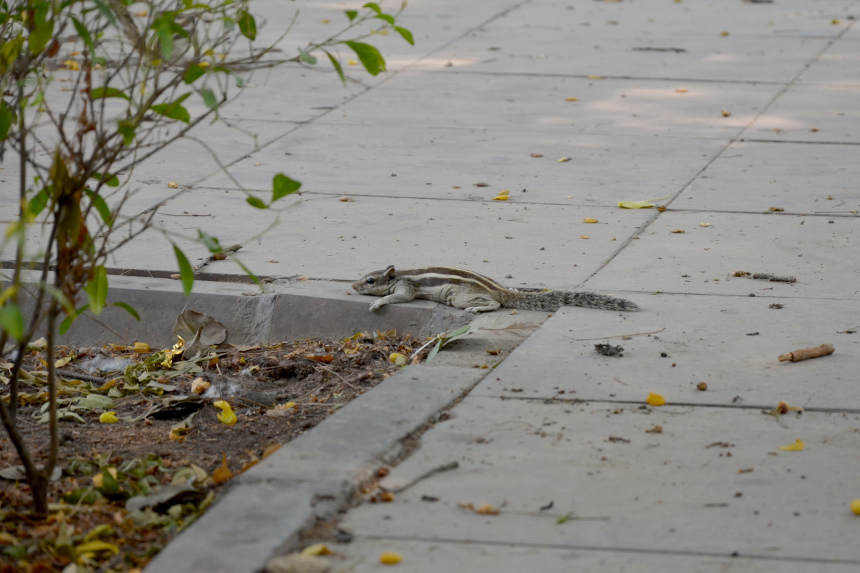 Индия или испытание на прочность (9)