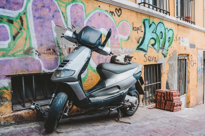 Почему в Стамбуле много котов или кто настоящие хозяева улиц (1)