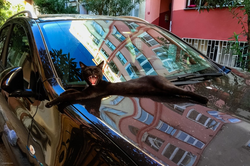 Почему в Стамбуле много котов или кто настоящие хозяева улиц (2)