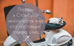 Почему в Стамбуле много котов или кто настоящие хозяева улиц