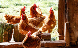 Звуки сельской жизни хотят включить в список культурного наследия Франции