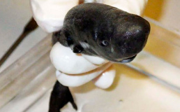 Обнаружен новый вид маленьких акул, которые светятся в темноте