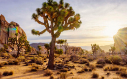 Американский интернет-провайдер подарит 1000$ за отказ от телефона на выходные