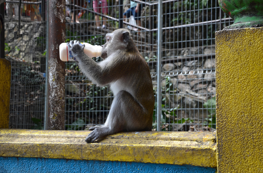 Три недели в Куала Лумпуре (8)