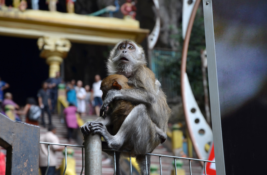 Три недели в Куала Лумпуре (9)