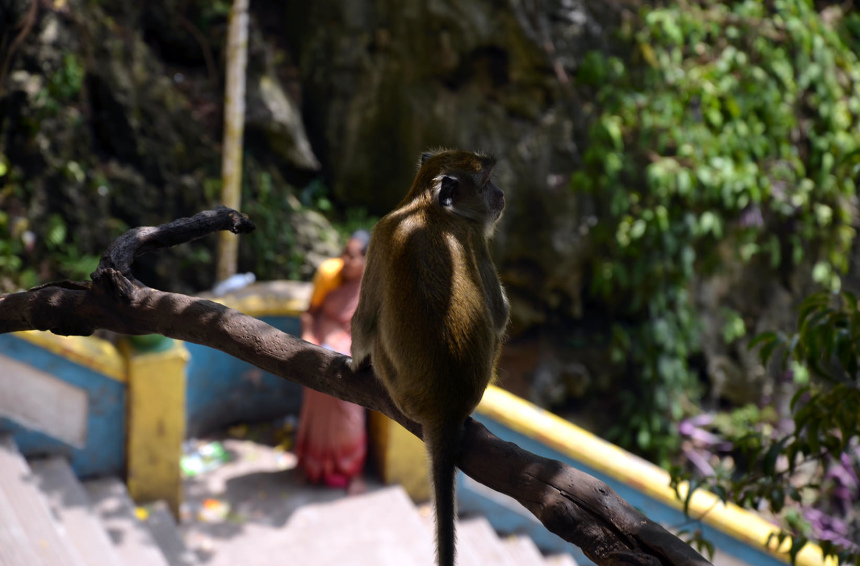 Три недели в Куала Лумпуре (10)