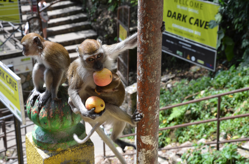 Три недели в Куала Лумпуре (11)