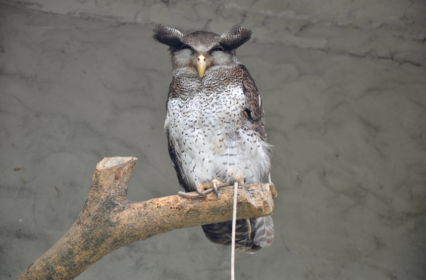 Три недели в Куала Лумпуре (18)