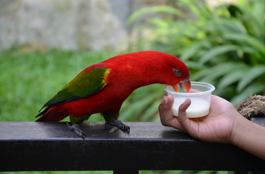 Три недели в Куала Лумпуре (17)