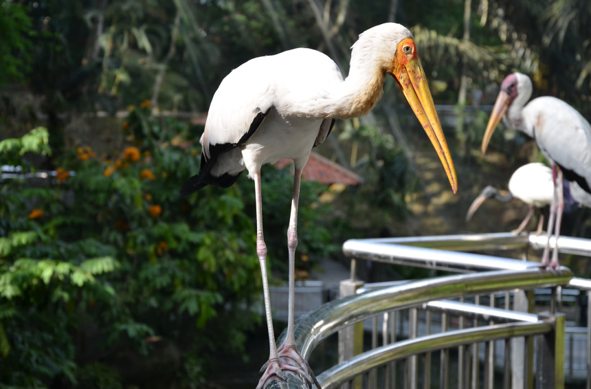 Три недели в Куала Лумпуре (16)