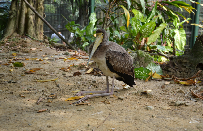 Три недели в Куала Лумпуре (15)
