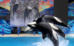 TripAdvisor прекратит продавать билеты на аттракционы с китами и дельфинами