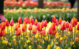 За цветением тюльпановых полей Нидерландов можно наблюдать онлайн