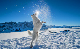 В Швейцарии собака проводит виртуальные туры по стране