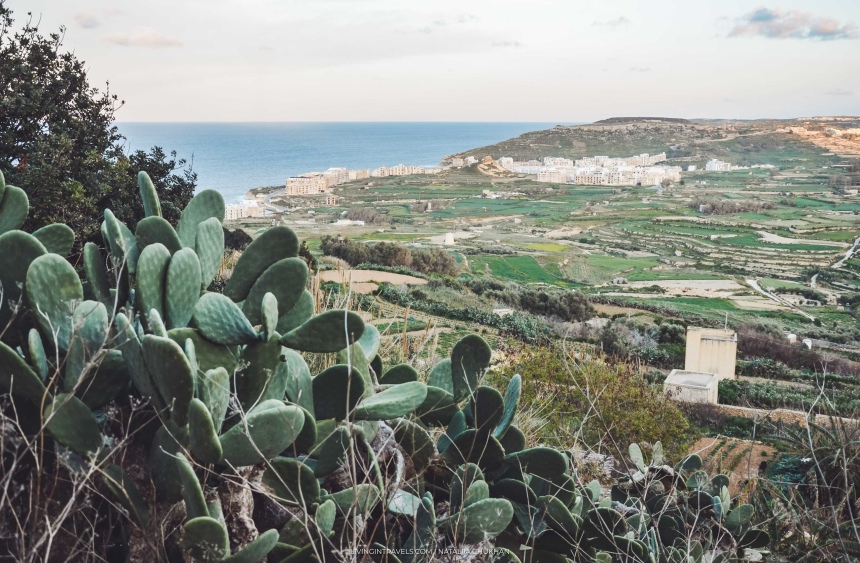 Какие вкусности и полезности привезти с Мальты (5)