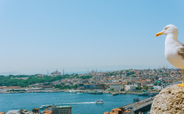 В аэропортах Турции пассажиров будут тестировать на коронавирус