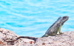 Карибский остров объявил себя свободным от коронавируса и готовится к открытию