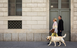 Германия обяжет владельцев выгуливать собак не меньше двух раз в день