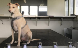 В аэропорту Хельсинки служебные собаки будут проверять пассажиров на коронавирус