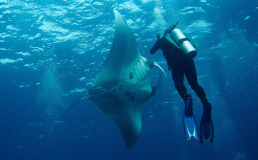 В Таиланде могут запретить дайвинг для туристов в день прибытия