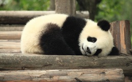 В Китае построят туристический маршрут для поклонников панд