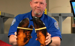 В багаж бостонского аэропорта сдали омара, весом 9 кг