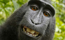 В США прошло слушание дела об авторстве фото, сделанного обезьяной