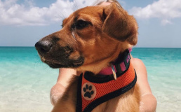 На Антильских островах туристов завлекают прогулками с собаками
