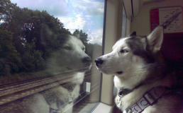 В Швейцарии хотят создать отдельные вагоны для владельцев собак