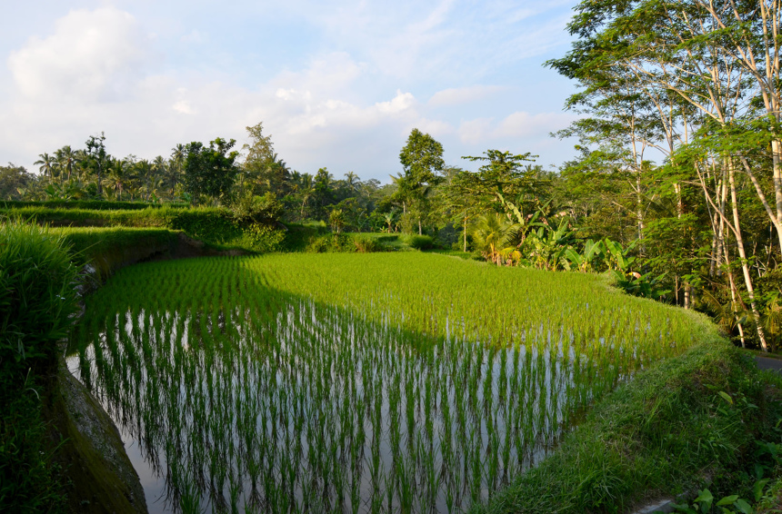 Балийская история. Живи. Наслаждайся. Фотографируй (25)