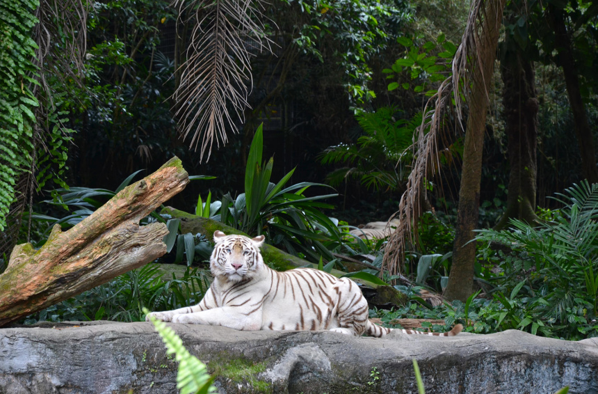 Город льва Сингапур: что надо знать и посмотреть (12)