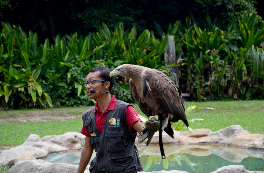 Город льва Сингапур: что надо знать и посмотреть (14)