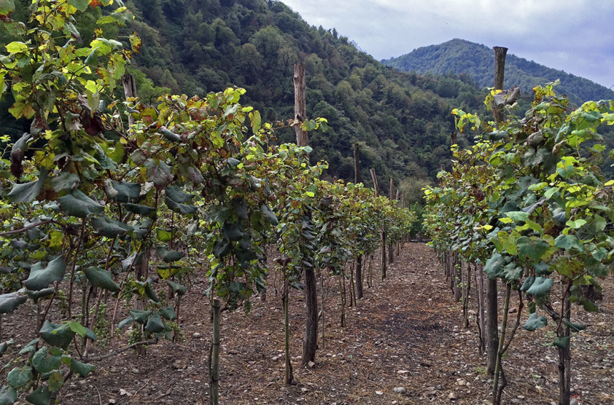 Гамарджоба, любимая Грузия! (18)