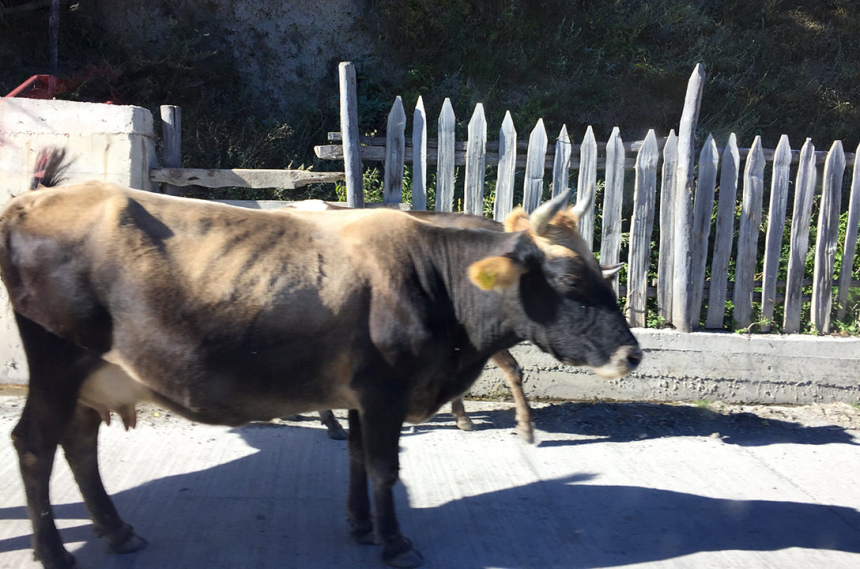 Гамарджоба, любимая Грузия! (77)