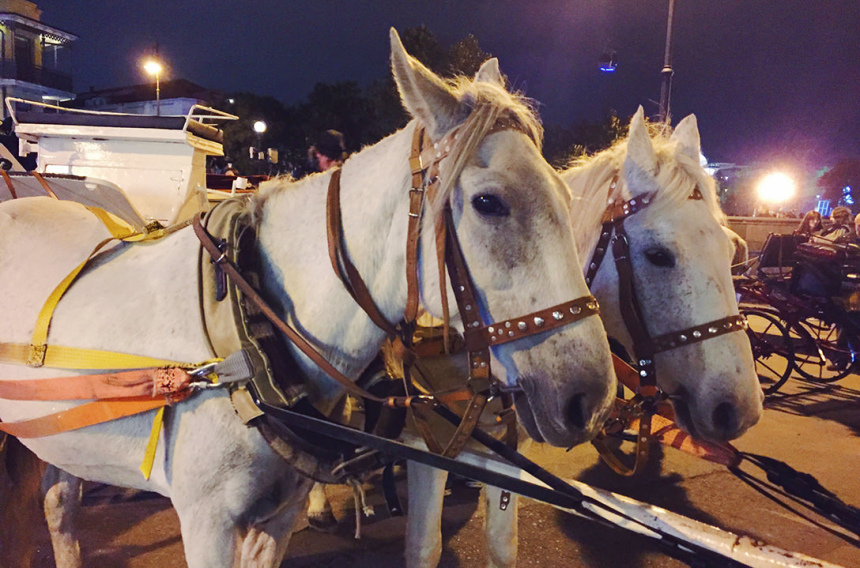 Гамарджоба, любимая Грузия! (47)