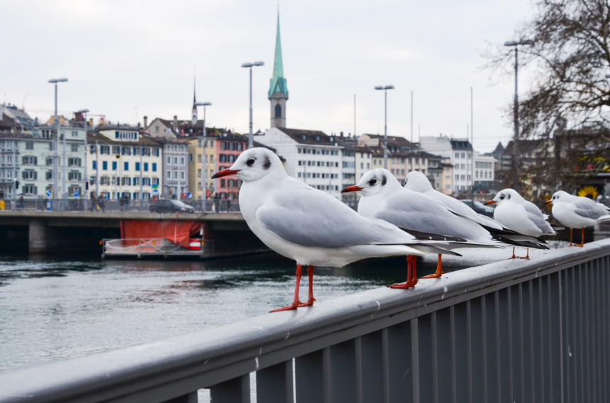 10 любопытных фактов о Швейцарии (3)