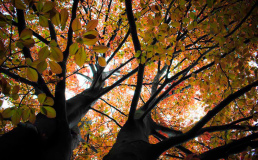 Буковые леса в Хорватии включили в список наследия ЮНЕСКО