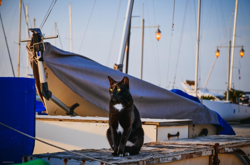 12 поводов полюбить самый хипстерский город Израиля Тель-Авив (12)